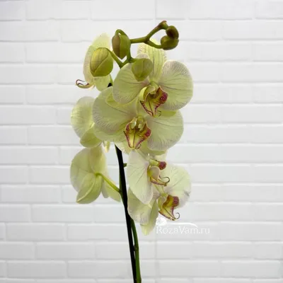 Орхидея Фаленопсис в горшке – Арт. 4906