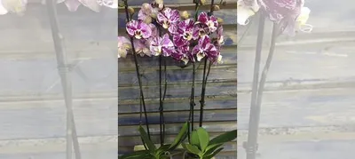 Орхидея фаленопсис а-ля Шоколад купить в Москве | Товары для дома и дачи Авито