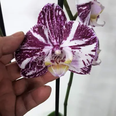 Орхидея фаленопсиса Chocolate | в Москве купить