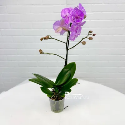 Орхидея Фаленопсис – Арт. 4702