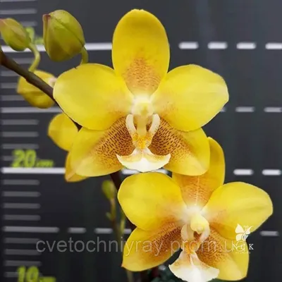 Орхидея PHAL. YELLOW CHOCOLATE / желтый шоколад, подросток 2,5, цена 350 грн — Prom.ua (ID#1499665825)