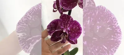 Орхидея фаленопсис Бархатный а-ля Шоколад купить в Новосибирске | Товары для дома и дачи Авито