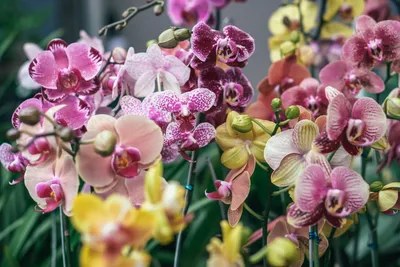 22 вида орхидей, из которых получаются отличные комнатные растения