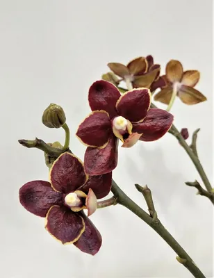 Орхидея Фаленопсис Колибри Панк Банан-Шоколад (Phalaenopsis Kolibri)