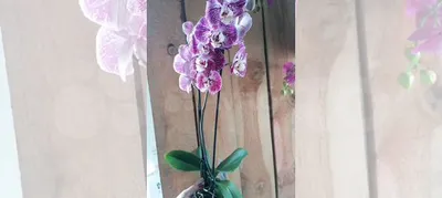 Орхидея фаленопсис Шоколад купить в Невинномыске | Товары для дома и дачи Авито