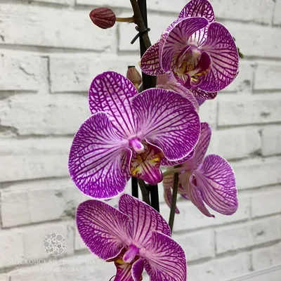 Орхидея Фаленопсис бело-фиолетовая с прожилками (2 ствола) купить за 1 850 руб. с круглосуточной доставкой по Москве Мосцветторг
