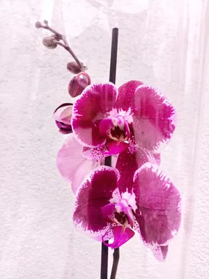 Орхидея Фаленопсис одноветочная 80 см :: ДОСТАВКА ЦВЕТОВ