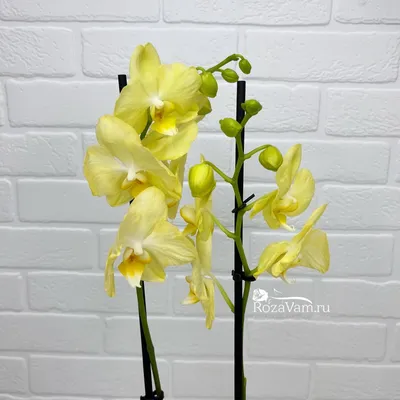 Орхидея Фаленопсис в горшке – Арт. 4907