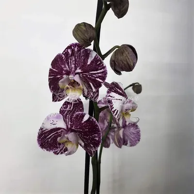 Орхидея фаленопсис Chocolate | в Москве купить