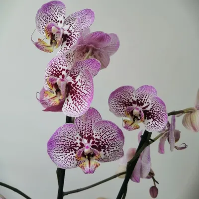 Орхидея фаленопсис 2х стволая, Живые растения в Новосибирске, купить по цене 3862 руб, Цветы в горшках во ФЛОРЕНТИНЕ \u0026 Цирк 🌿 с доставкой | Flowwow