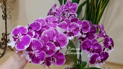 Шикарная ОРХИДЕЯ Шоколад биг лип Phalaenopsis Chocolate цветение орхидеи  orchid orchids супер цветет - YouTube