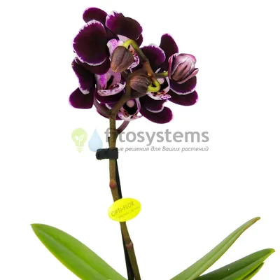 Орхидеи : Орхидея фаленопсис мини Chocolate Drop