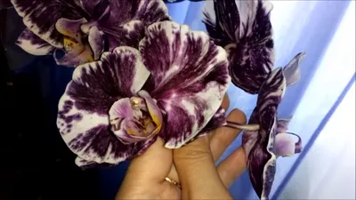 Орхидея Шоколад: фото и описание сорта, уход, виды и отзывы