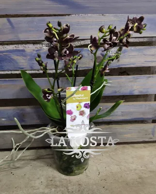 Купить орхидея Фаленопсис Банана Шоколад доставка Москва Регионы от 2190  рублей, доставка