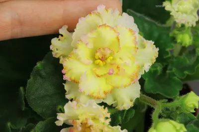 Фиалка АВ-Желтая роза: особенности и характеристика сорта, правила  выращивания и ухода