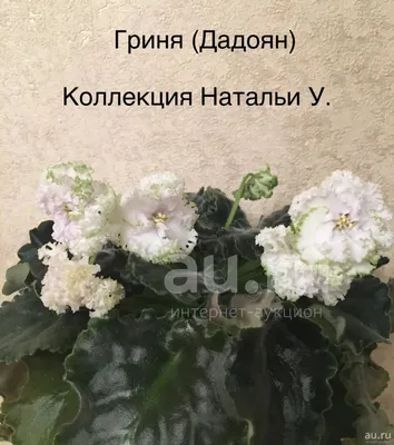 Фиалка Гриня (Дадоян)-взрослое растение — купить в Красноярске. Горшечные  растения и комнатные цветы на интернет-аукционе Au.ru