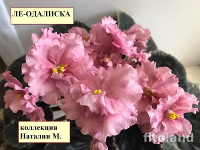 Фиалка ЛЕ-Одалиска (20 фото): описание сорта и правила ухода за ним