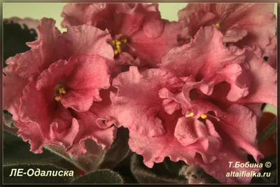 Фиалочки первое цветение ЛЕ.Денди,Л.Е. Одалиска и ДР.июнь 2018. # домашние  цветы # фиалки - YouTube