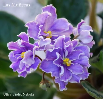 Ultra Violet Nebula | (8376) 02/23/1996. (Green Circle/Blansit) Semidouble  dark lavender sticktite pansy/white e… | African violets, Jade plants,  Indoor bonsai tree