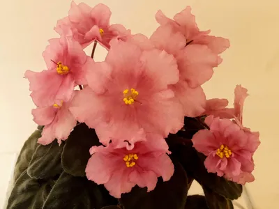 Utomlennoe Soltse - Africké fialky-Saintpaulia-African Violets