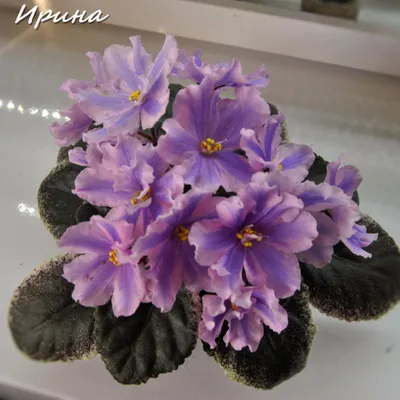 Ирина(стандарт,химера)Пасынок укор. 22.06. | Saintpaulia, Beautiful  flowers, African violets