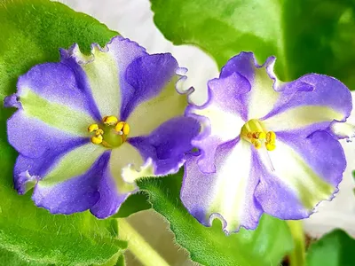 Фиалка-химера «Yukako» №242 — Flowers Flora