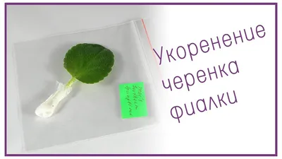 Укоренение листового черенка фиалки (сенполии) - YouTube