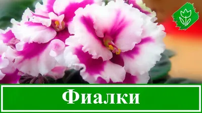 Уход за фиалкой в домашних условиях: полив, пересадка, подкормка,  размножение