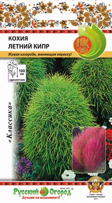 Семена Кохия Летний кипр: описание сорта, фото - купить с доставкой или  почтой России