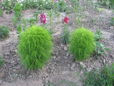 Кохия летний кипарис выращивание из семян