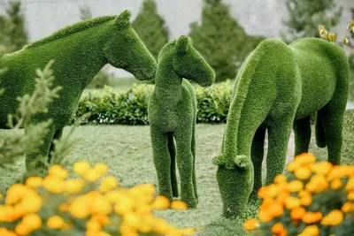 Топиар: фигуры из растений своими руками - Дача, сад, огород | NEWHOUSE