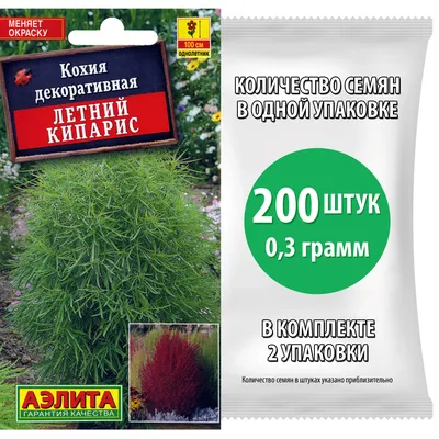 Семена Кохия Летний Кипарис (2 пакетика по 0,3г/200шт в каждом) - купить по  выгодной цене | AliExpress