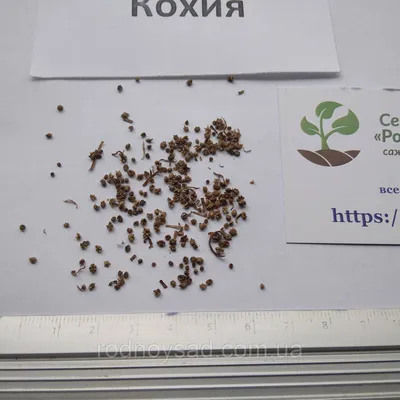 Кохия семена (50 шт) летний кипарис, бассия веничная, Bássia scopária, цена  50 грн — Prom.ua (ID#1189184515)