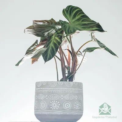 Купить горшок Philodendron verrucosum 15 см - STEKJESBREF.NL