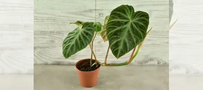 Philodendron Verrucosum/Филодендрон Бородавчатый купить в Рыбинске | Товары  для дома и дачи | Авито