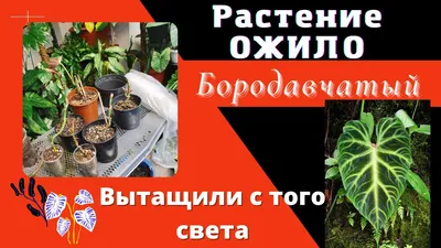 😱ИХ ВЫКИНУЛИ!!! Срочная реанимация Редкого Филодендрона - YouTube