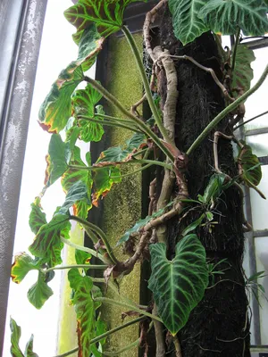 Category:Philodendron verrucosum - Wikimedia Commons