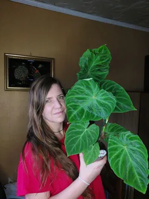 Филодендрон Бородавчатый, Philodendron Verrucosum, 40см — Купить Недорого  на Bigl.ua (1739138459)