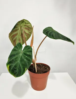 Филодендрон Веррукозум (Philodendron Verrucosum)