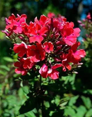 Флокс метельчатый 'Тенор'. (Phlox paniculata 'Tenor') купить в  интернет-магазине ЦВІТСАД с доставкой по Украине