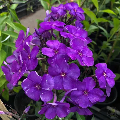 Флокс метельчатый Аватар (Phlox paniculata Аватар) - купить в Подворье