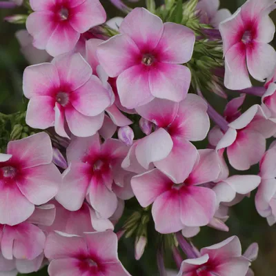 Флокс метельчатый Румяный (Phlox paniculata Румяный) - купить в Подворье