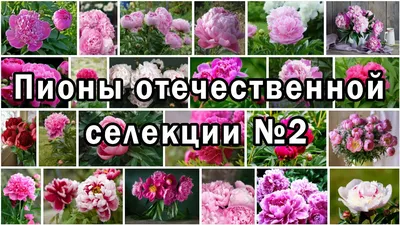 Флоксы: подбираем сорта для непрерывного цветения | Интернет-магазин  садовых растений