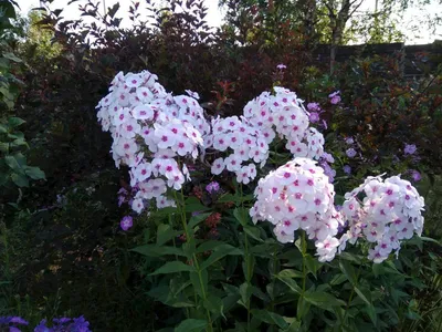 Флокс метельчатый 'Свизл' (Phlox paniculata 'Swizzle) - Северная Флора