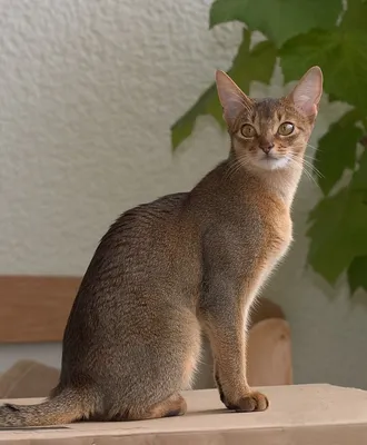 Абиссинского кота фото