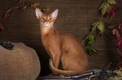Размеры и вес абиссинской кошки по месяцам, сколько весит взрослый абиссинский  кот