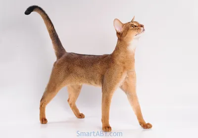 Абиссинский кот Симба (Simba) — Питомник абиссинских кошек SmartABY