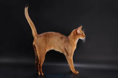 Фото — Питомник абиссинских кошек SmartABY
