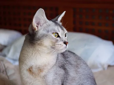 Абиссинская кошка 🐈 фото, описание породы, характер, уход, цена, отзывы,  имена, кормление