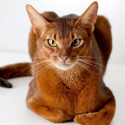 Абиссинская кошка: плюсы, минусы, особенности породы | НОС, ХВОСТ, ЛАПЫ |  Пульс Mail.ru